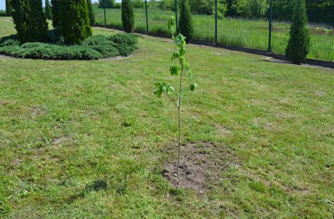 Sadzimy Dąb Niepodległości!
